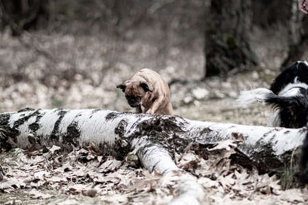 Dog climbing on a fallen birch tree. Brown mongrel doggy in autumnal woods in Warsaw, Poland. Pet photography. Selective focus on the details, blurred background.の写真素材