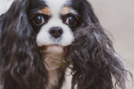 Blurry old Cavalier portrait. Funny dog face expression, dark eyes, black nose and long hair on the ears. No selective focus, defocused background.の写真素材