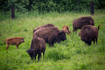 Large brown bisons in a field. Scary hairy animals grazing in a green meadow in an ecological farm in Lithuania. Selective focus on the details, blurred background.の写真素材