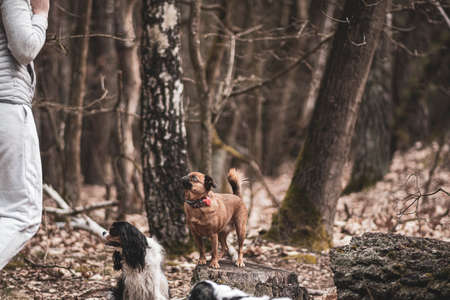 Small brown dog looking at the owner. Mongrel doggy with cute face on a tree trunk in a woodland in spring. Selective focus on the details, blurred background.の写真素材