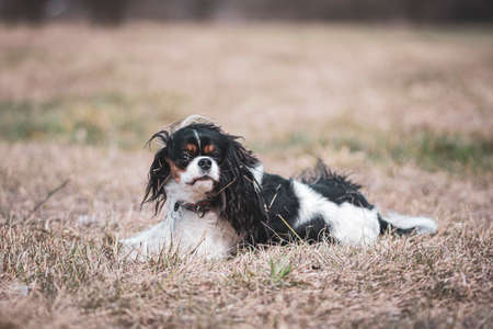 Funny Cavalier dog in a dried meadow. Cute pet with black ears and white snout laying on withered grass. Selective focus on the details, blurred background.の写真素材