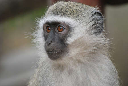 Vervet Monkey face (Cercopithecus Aethiops) の写真素材