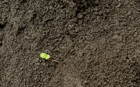 Green plant growing in a ground. Background with copy space. Agriculture, organic gardening,...