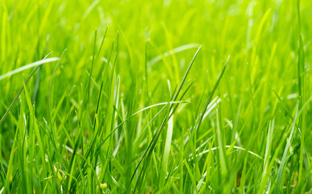 Landscapes of the morning light grass, fresh green grass background. Close up of fresh thick grass...