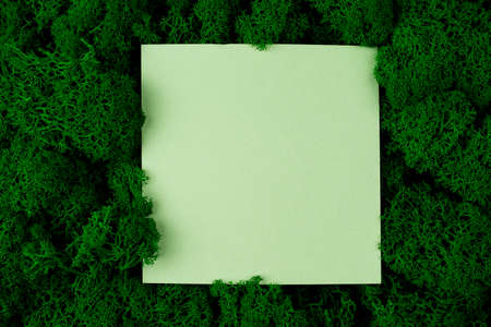 Moss Seamless Texture, green preserved moss for decor in the office on the wall Generic concept image of decorative moss Used for interior design, organic fresh living or office spaceの写真素材