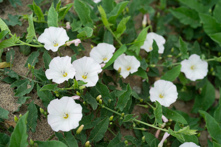 The bunch of Field bindweed or Fiddle-leaf morning glory white flower on ground also Field bindweed is a non-native, long-lived perennialの写真素材