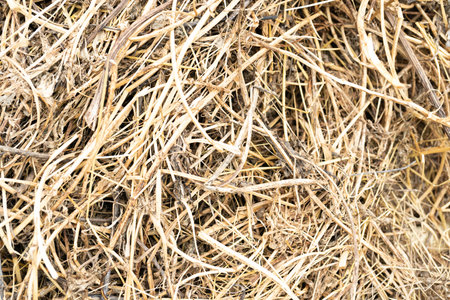 background of straw dry grass thatch, hay Rice straw stack filled the field, Wheat residues...