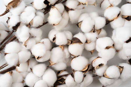 Tree branch with cotton flowers on white background, Cotton flowers isolated on white background, top view flat layの写真素材
