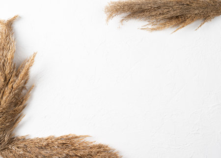 pampas grass on white wall background, frame made of reeds. Concept of natural beauty. top viewの写真素材