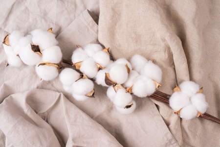 Cotton branch on a linen fabric background, cotton plant. Flat lay, top view, copy space in high resolutionの写真素材