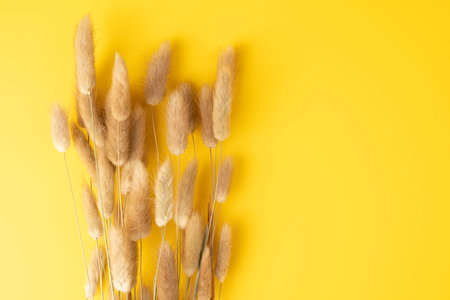 Natural dried hares tail grass bouquet on yellow background. Ornamental grass known as bunny tail...