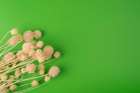 Dried Field Flower isolated on Green Background with Real Shadow. Close up with Space for Text. Top View Image of Wild Flowers.の写真素材