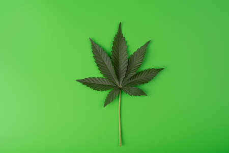 Green Fresh Marijuana Leaf in a green background with a copy space for text, medical hemp, cbdの写真素材