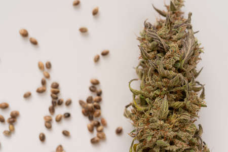 flower buds and Cannabis seeds isolated on white background. close up top view, medical use conceptの写真素材