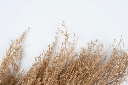 Sheaf of wheat ears isolated on a white background. crop concept with space for text. dry shrubby grass isolated on a white background. plants for decoration with space for textの写真素材