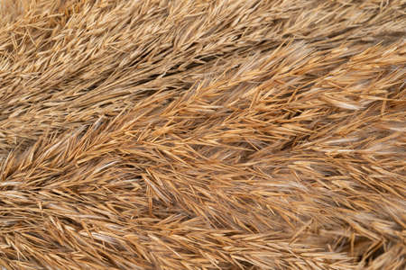 Branches of dry grass of brown color on a white background. Dry clumps decor. Pampas grass on beige canvas with space for text. Top viewの写真素材