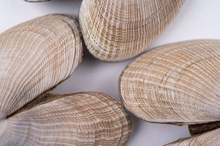 Sea shells spread on the white surface top view, macro view with texture. Texture of sea life, vacation conceptの写真素材