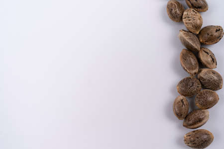 Hemp seeds on white background in a row. Frame of the dry seeds of hemp plant. Seeds of medical cannabis for medical use, with copy spaceの写真素材