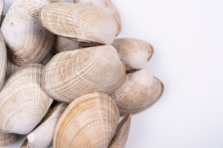 Many seashells vongole on white background, macro shoot with visible texture. Close up pastel...