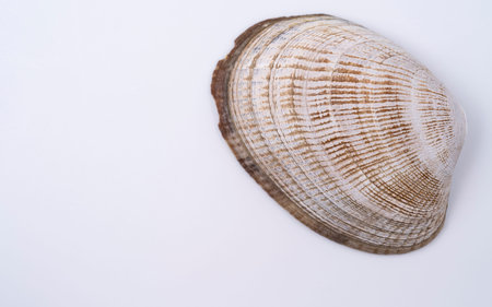 Beautiful sea shells close up on white background with copy space for text.