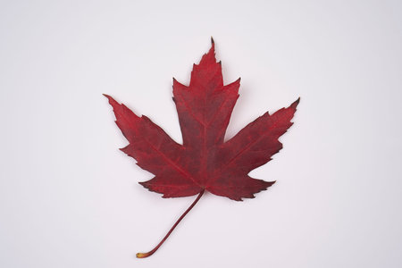 Colorful autumn maple leaf isolated on white background close up. Autumn colorful red maple leaf
