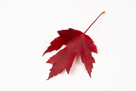autumn fallen red maple leaf isolated on white background. Faded red maple leaf.