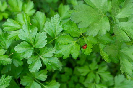 Ladybug on a parsley leaf on a beautiful day with green natural background. Macro photography,...