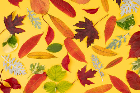 flat lay of fallen maple leaves on a light background top view. golden autumn pattern backgroundの写真素材