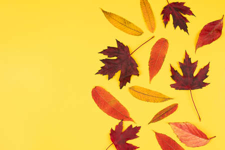 Pattern of colorful autumn leaves on yellow background. Flat lay, top view. concept of autumn mood. Copy space for textの写真素材