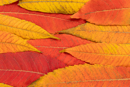 Autumn creative composition with colorful leaves. Fall leaves. Autumn background. Flat lay, top...