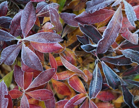 Frosty red leaf pattern in autumn.の写真素材