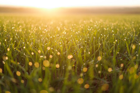 Fresh grass with dew in the sunrise.