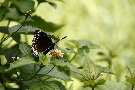 It took me a while to find this butterfly, walking in with lots of distraction send away this beautiful creature away. So carefully, i made the shootの写真素材