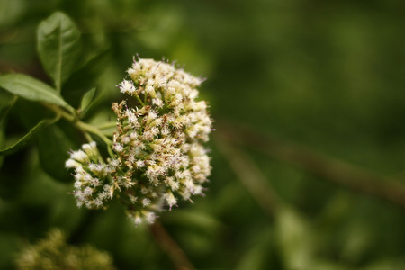 Flower on the green field in the woodsの写真素材