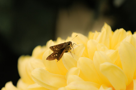 Moth on the Chrysanthemumの写真素材