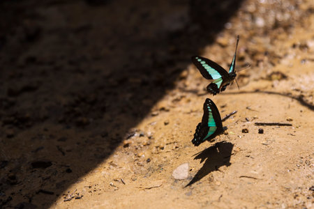 Two Blue Butterflies