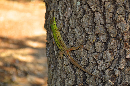 The portrait of green wild lizard on the tree.の写真素材