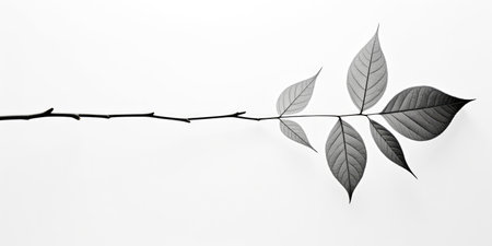 A single leaf against a white background, the simplicity emphasising the beauty of its structure.の素材