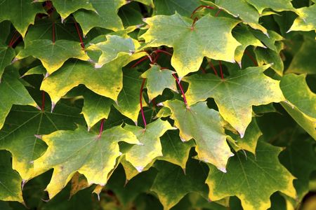 Beautiful yellowing arboreal leavesの写真素材