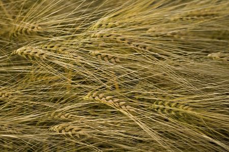 Wheat harvest in the ear before.の写真素材