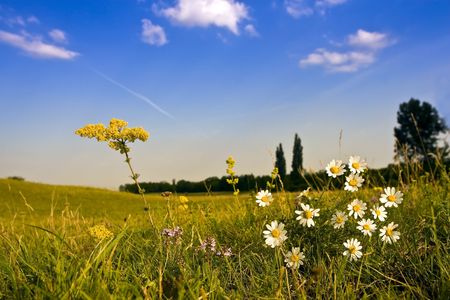Chamomile flowers in the field, blue sky.の写真素材