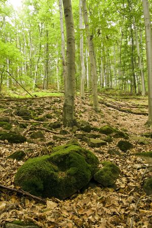 Rocky mountain forest in Europe.keresésの写真素材