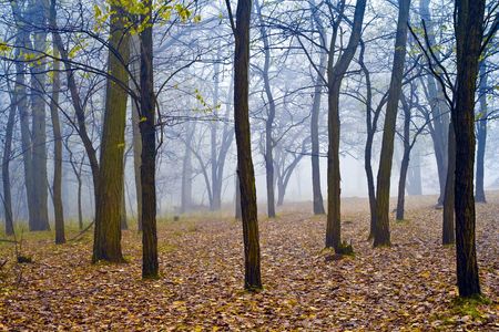 Misty forest in autumn leaves.の写真素材
