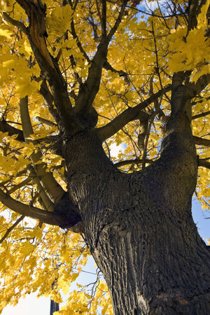 Yellow tree in the autumn sunshine.の写真素材
