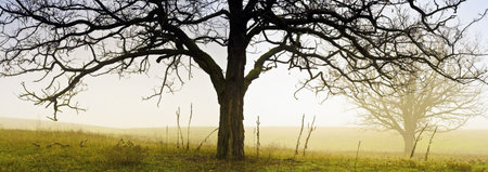 Trees in the misty field.