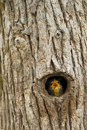 Common Blackbird nestlings, the beech tree hole.の写真素材