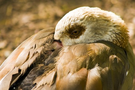 Wild Duck hiding his head under its wing.の写真素材