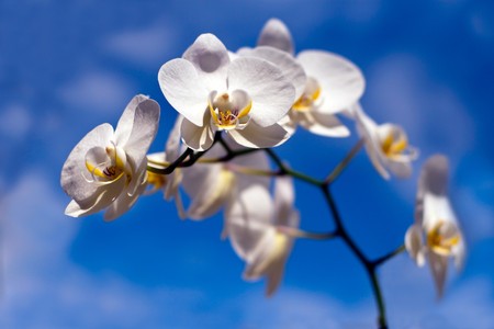 Beautiful White Orchid, blue sky.の写真素材