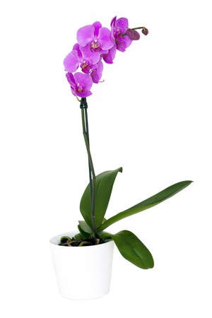 Beautiful pink Orchid drops of water in the flowers.の写真素材