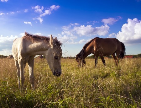 Horses graze in the open.の写真素材